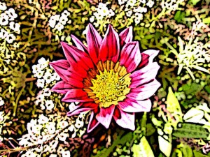 Aztec-Flowers-Dahlia-Flower